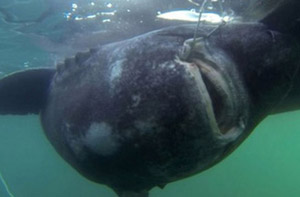 lol主播雪儿自曝全裸套图不雅照为拉票实际想上