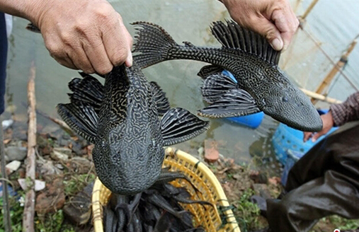 印尼屠杀华人影片入围奥斯卡:30万华人被杀!