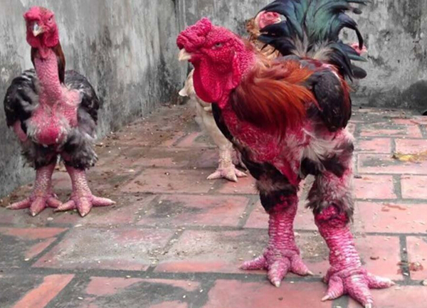 NBA2K10各项能力属性英文解释及中文翻译 游