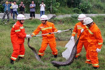  广西37斤巨蟒 偷吃鸭子 吃太饱爬不动被捕▏巨