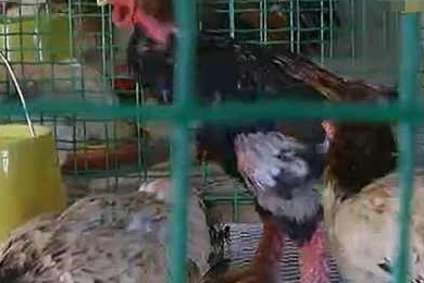  粗腿鸡身价一万五 (组图)蛋白质含量高两倍,价格