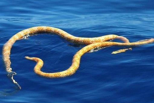 互联网+彩票模式已形成 相关业务近期启动_