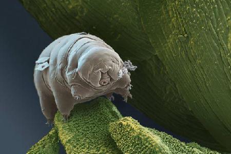 科学家复活水熊虫(组图):生命力史上最强!样貌