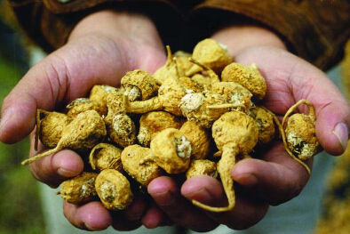  天价玛卡卖白菜价  在南美它用来喂牲口在中国