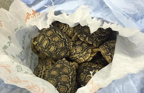  深圳查获活体陆龟 (组图) 盘点触目惊心的国际走