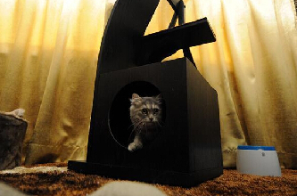 新加坡5星级猫咪宠物旅店(图) 网友:住的吃的还