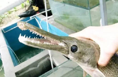 鱼(组图):长着鳄鱼的嘴、黄鳝的身,究竟是啥▏