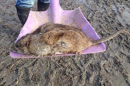  英国房中发现巨鼠 (组图):毒药吃得越多就越强壮