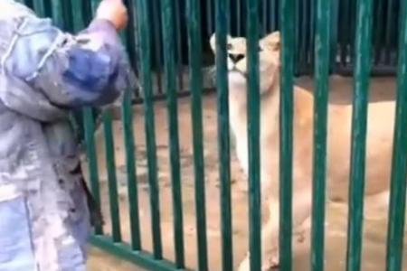  寺院僧人养狮子 (组图):主持还专门出书写心得!