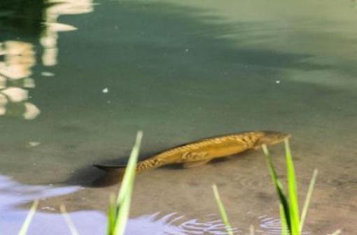  月牙泉再现铁背鱼 (组图) 揭秘: 月牙泉三宝 都去