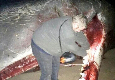 鲸鱼搁浅当场被吃(现场图) 血腥肢解现场生吃▏