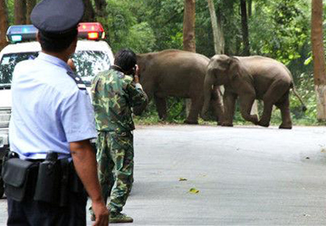云南杀人野象神出鬼没 林业局长曾遭两次追杀