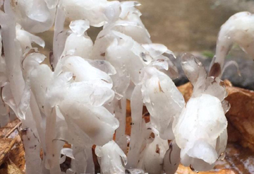 陕西田峪发现罕见死亡之花水晶兰▏水晶兰 田