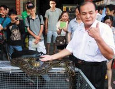 蟒蛇与老人同住7年(图) 一次吃8只鸡会给主人按