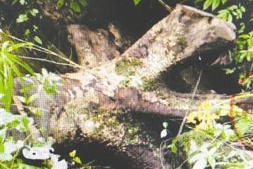 偷砍楠木桩获刑(图):1米就能卖3000元?国家二