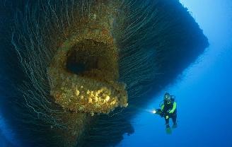 盘点深海下的巨型生物 恐怖又奇幻