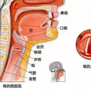 喉咙里小舌头