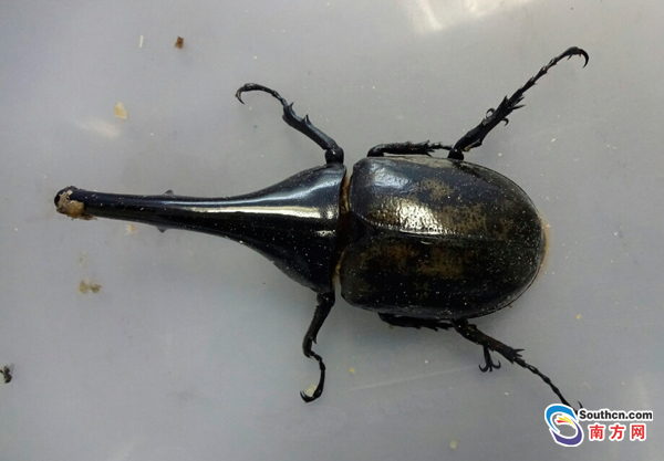 三只巨型甲虫欲闯关入境被截获